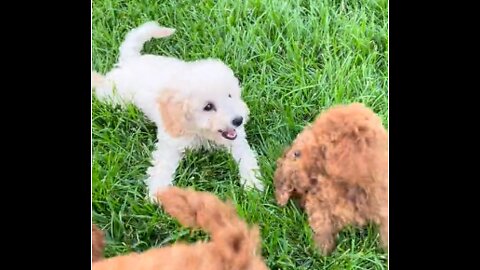 3 cite puppies playing