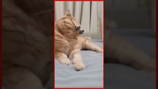 cat funny video