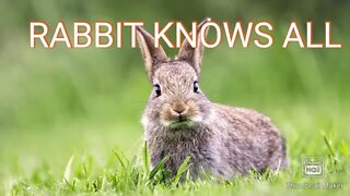 RABBIT 🐰 KNOWS ALL | BLACK PILL | GOLD PILL