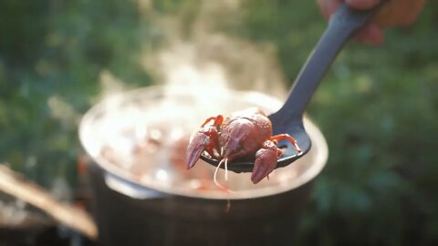 Crayfish cook in water with spices and herbs. Hot Boiled Crawfish. Lobster closeup85684