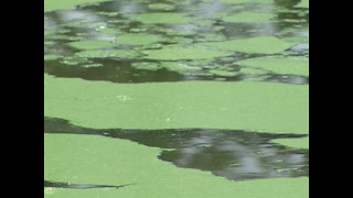 Climate impact on algae