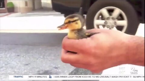 Good Samaritans rescue baby ducks from storm drain in Harbor East