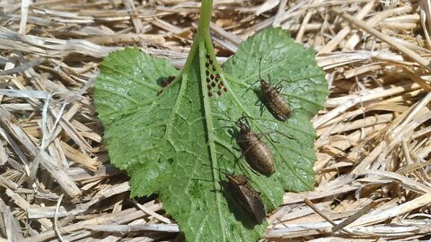 Stop squash bugs instantly. No harsh chemicals or injections.