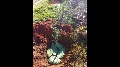 Ever Wondered If A Potato Can Work In Lemon Tree Propogation?