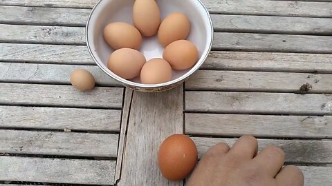 Mini pullet eggs the first egg your chicken will lay 🐔