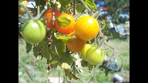 Grow MORE Tomatoes