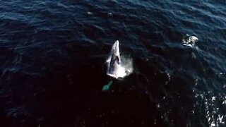 Incroyables images aériennes de baleines grises en Californie