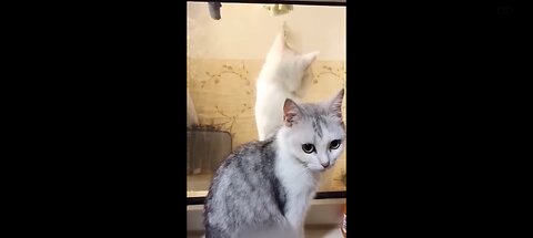 Funny animal video 🤣🤣😱😂😂