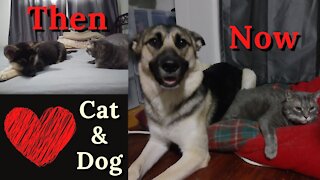 Cat and Dog | From Puppy to Dog