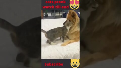 funny cat videos 🤣🤣🤣😆|#shorts #trending #youtubeshorts #entertainment #shortsvideos #shorts