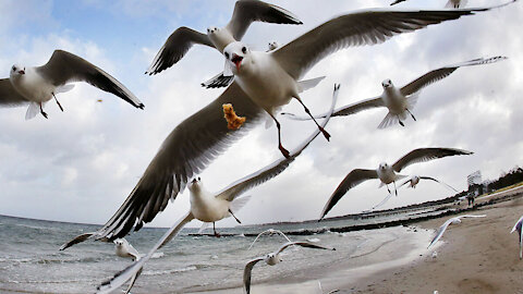 Birds chase and scare the young man while he sleeps in the sea