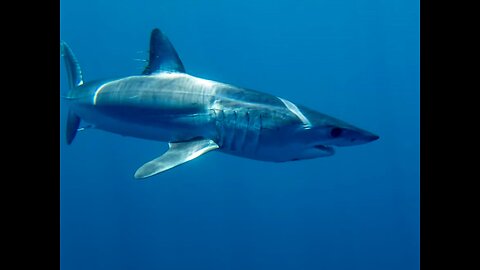Prolonged Attack By Mako Shark And Attack Stats