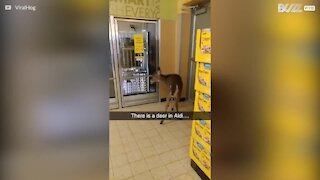 Un biche visite un supermarché américain!