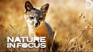 Channel Island Fox Nature In Focus