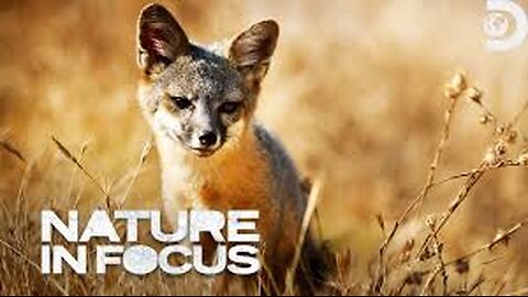 Channel Island Fox Nature In Focus