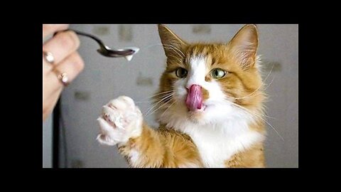 The Funniest Cat Videos on the Internet 🤣🐱