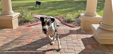 Amazing Airborne Great Dane Zoomies In Slow Motion