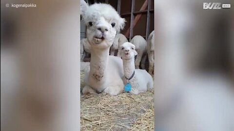 Que fofo! Mãe alpaca rumina com o seu filhote