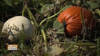 Small Towns: Meuer Farm's Corn Maze