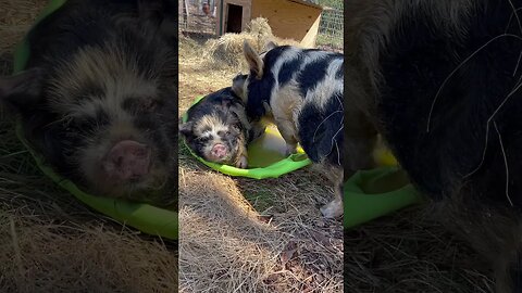 KuneKune’s need a new pool🏊‍♀️ #pool #kunekune #farming #farmlife #funny #fyp #fyp #farmanimals