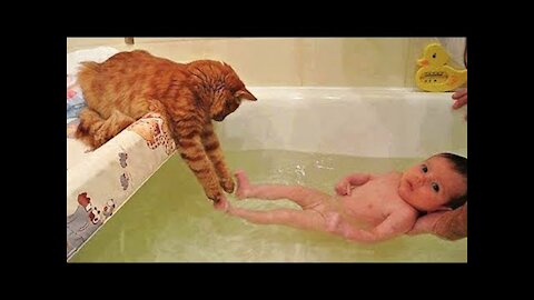 Very Cute And Funnies Cats and Some can give humans a head massage.