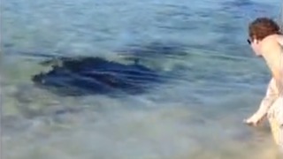 Man on Australian beach casually hand feeds gigantic Stingray