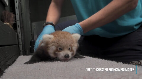 Adorable Red Panda Twins First Health Check-Up