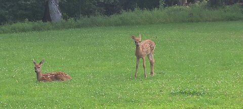 First sighting of twin fawns