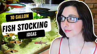 Beautiful Fish For Your 10 Gallon Tank | 10 Gallon Aquarium Stocking Ideas