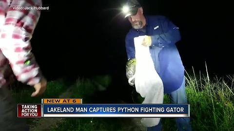 Video shows Florida man catch python as it strangles gator