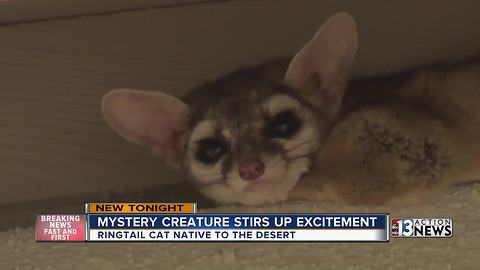 Cute creature mystery brings excitement to Henderson neighborhood