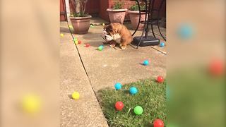 Cute Bulldog Is Too Lazy To Play Fetch