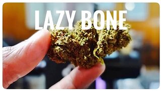 Lazy bone (HORN CREEK Hemp)
