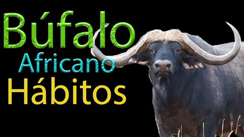 Búfalo africano Habitos hábitos