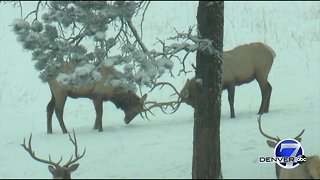 Elk and bison eat, spar at Genesee Mountain Park outside of Denver