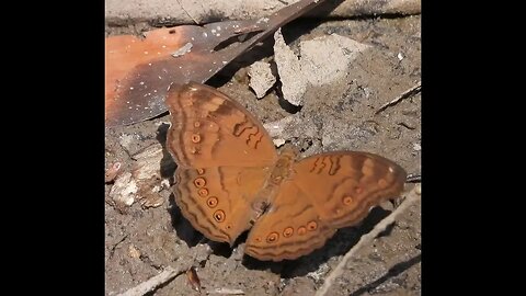 Indulge in this Chocolate argus butterfly cooling off on the banks of the creek of Tumbling Waters.