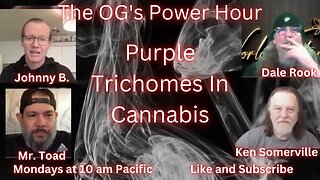 Purple Trichomes In Cannabis