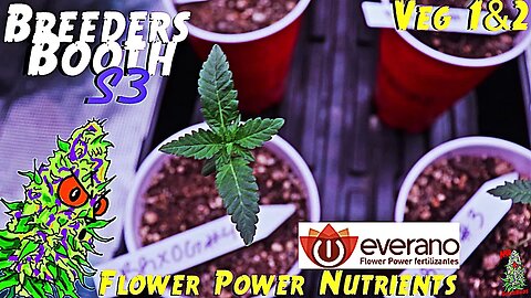 Breeders Booth S3 Ep. 2 | Veg Weeks 1 & 2 | Everano Flower Power Nutrients ( Goodbuds Genetics )