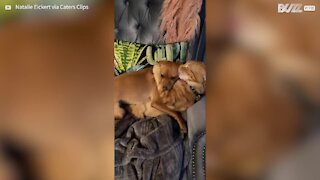 Cat and dog hug each other like family