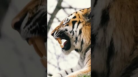 Mind Blowing Facts About Tiger| Crazy Facts | Random Facts | Amazing Facts | Documentary | Fact.com|
