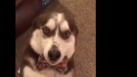 Guilty Husky Creates A Mess, Still Tries To Plead Innocence