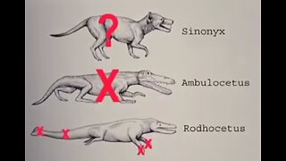 FARSA DA EVOLUÇÃO DAS BALEIAS- Dr Hans Thewissen sobre o Ambulocetus, a "baleia" ambulante.