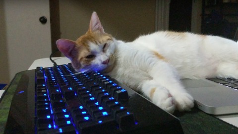 Typing on my loud keyboard while my cat tries to sleep on it.