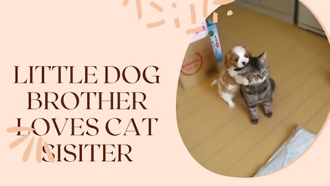 Little Dog Brother loves Cat sister you like