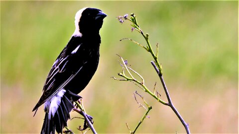 Bobolink is a strikingly beautiful bird with a very unique song