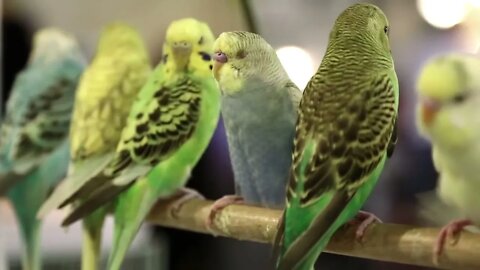 Budgerigar, Melopsittacus undulatus, also known as undulated grass parakeet, bird market in Doha, Qa