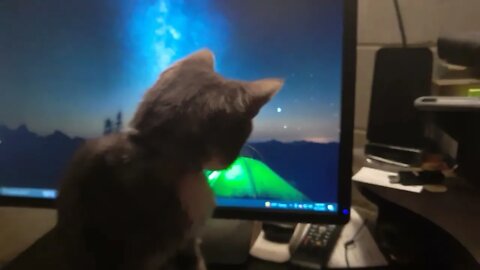 Periwinkle Chasing My Computer Cursor