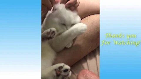 Funny And Cute Cat'S Life Cats And Owners Are The Best Friends Videos