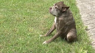 Loxahatchee dog owners share memories of dog who once won World's Ugliest Dog contest