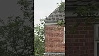 #veiws_viral_video_subscribers_grow birds 🦅 on the roof enjoy 😉 #wildlife